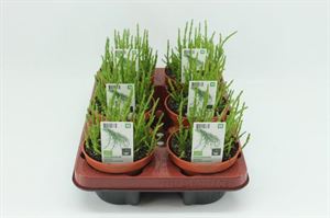 Afbeelding van Zeekraal